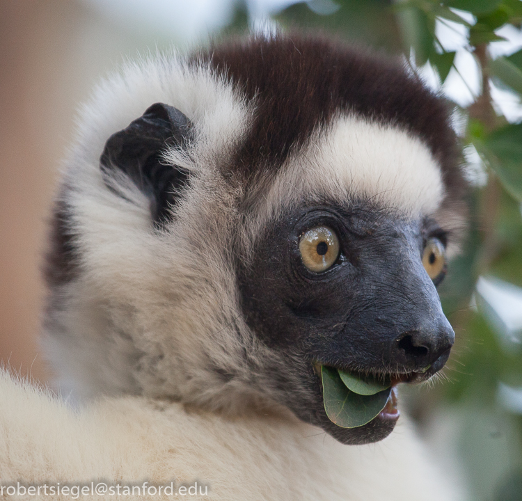 sifaka